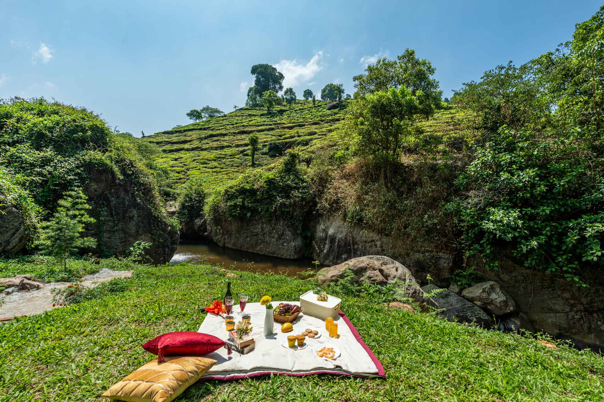 Ambrosia - Kotagiri - Image 3
