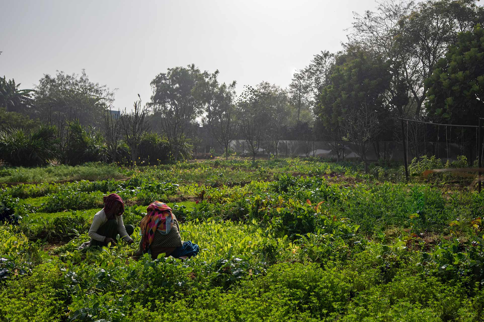 Apple Farms - Sohna