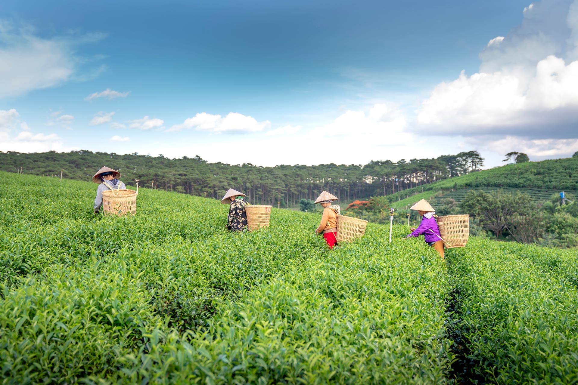 Arya Treetops and Tea Trails - Image 5