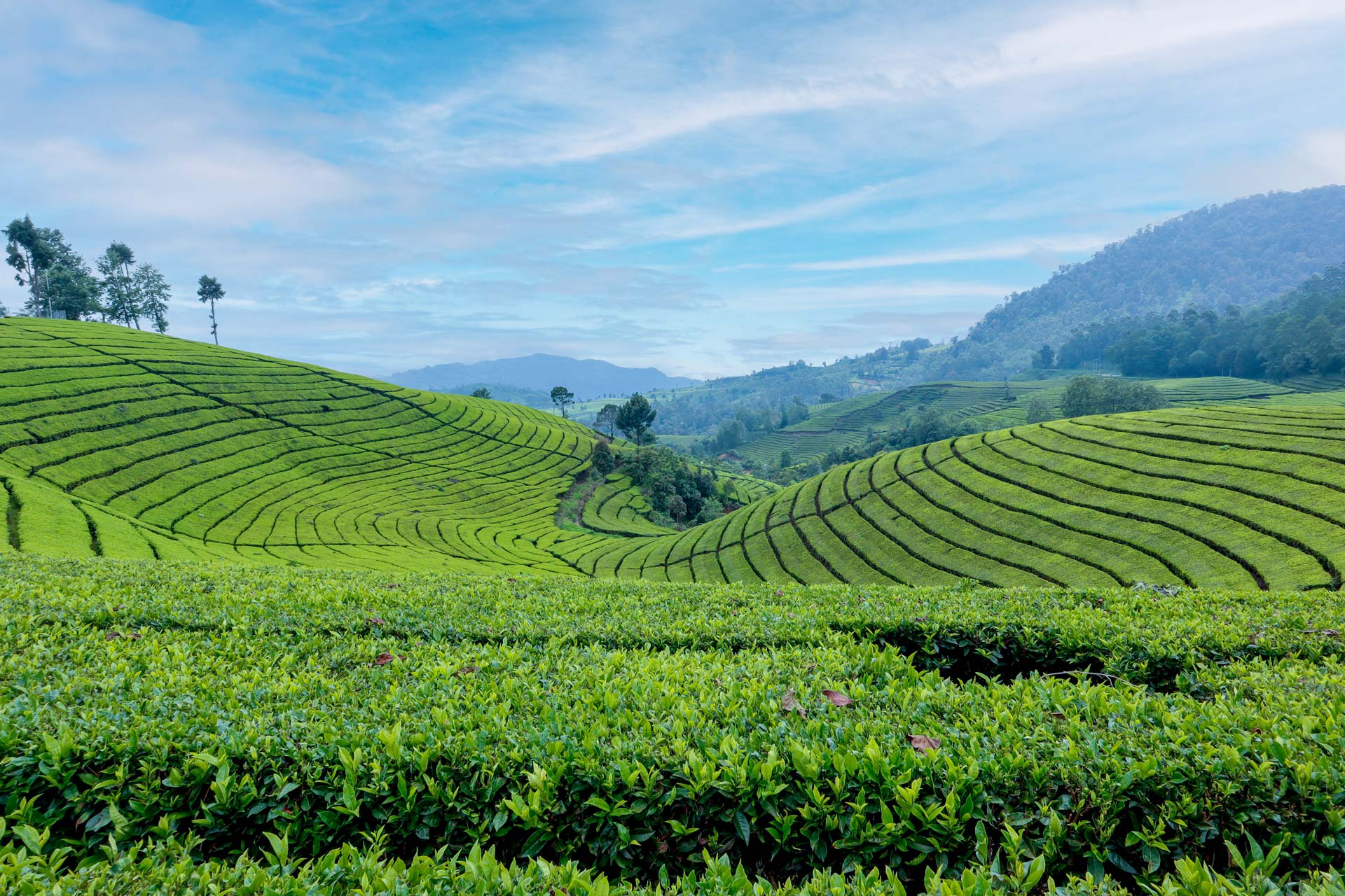 Arya Treetops and Tea Trails - Image 4