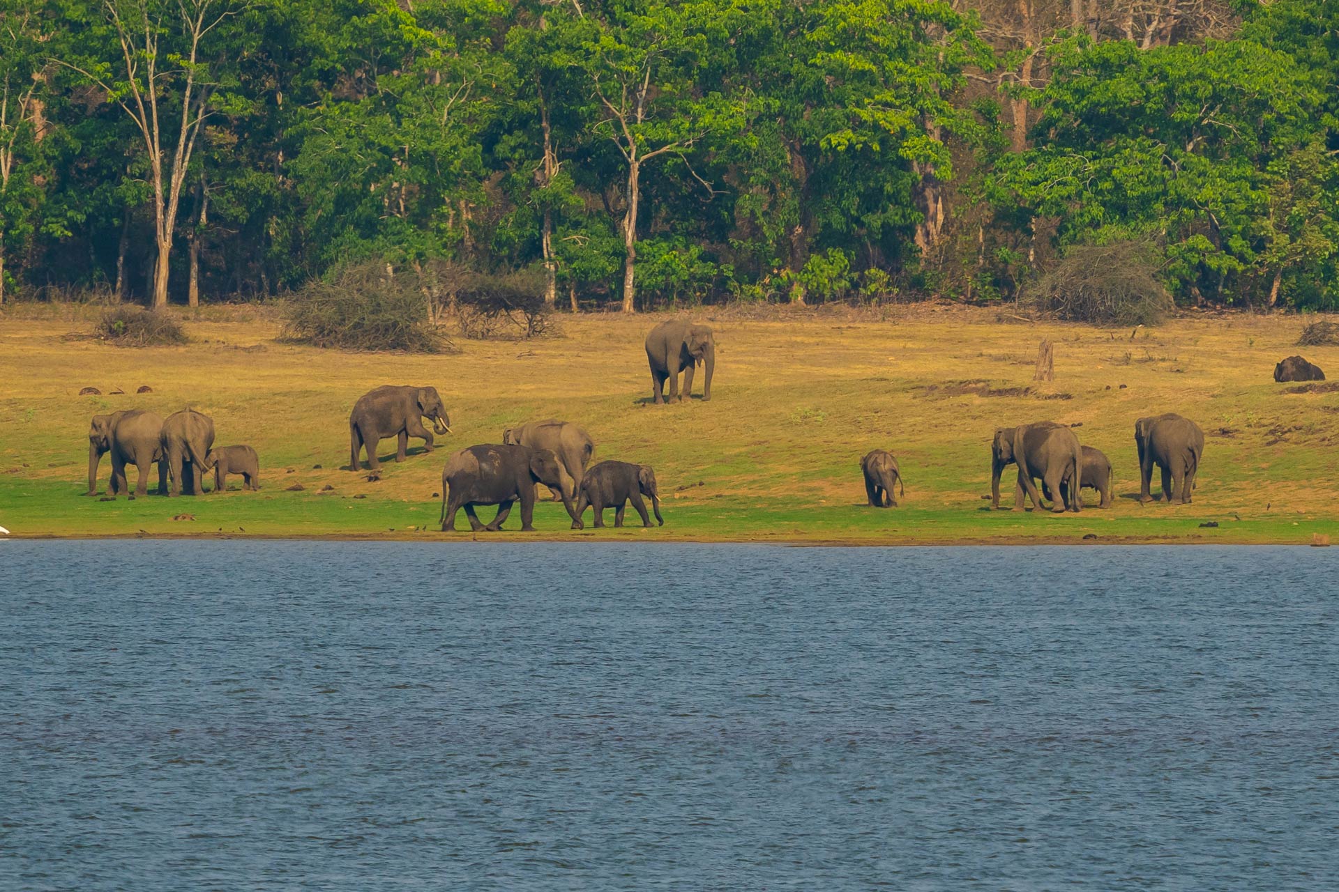 Woods @ Exotica Kabini - Image 5